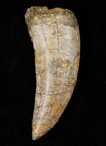 Weathered Carcharodontosaurus Tooth #14803